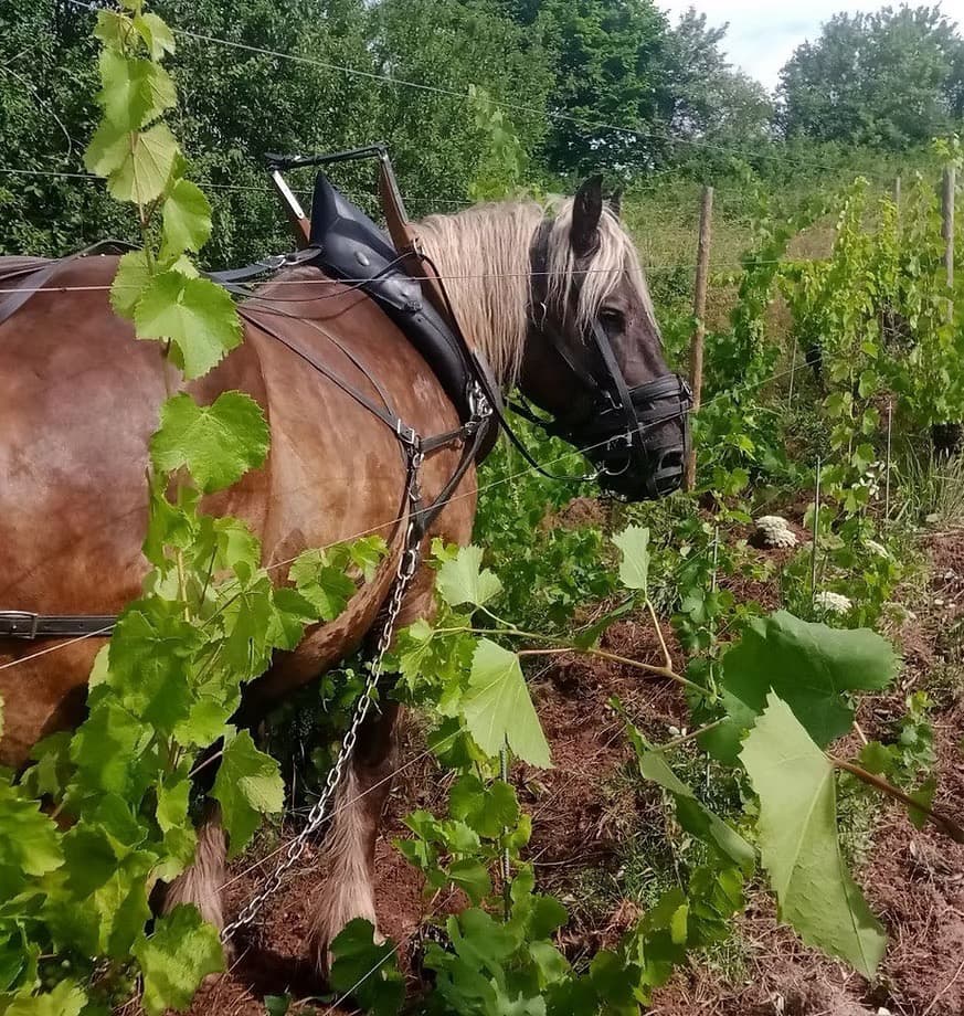 Pourquoi un vin nature d'Alsace peut rester précis et lisible