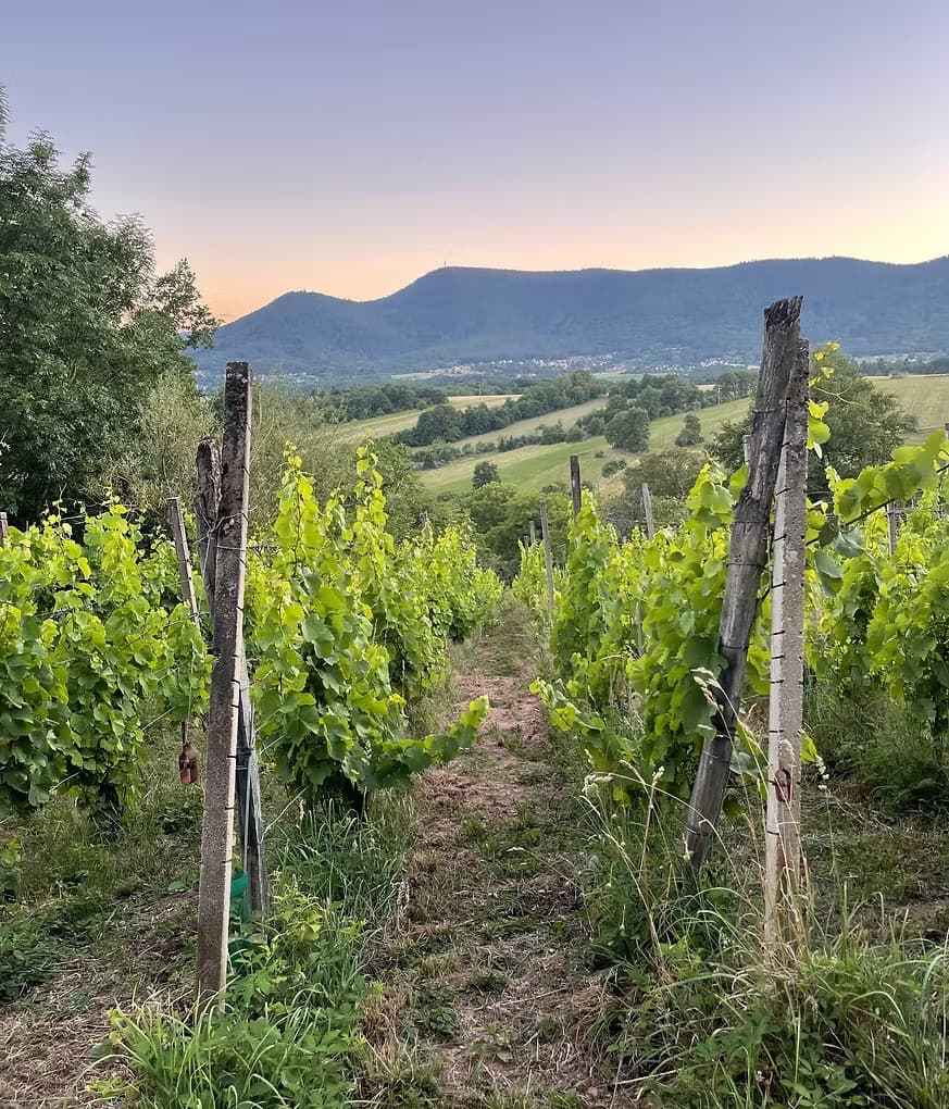 Vue des vignes et de la montagne